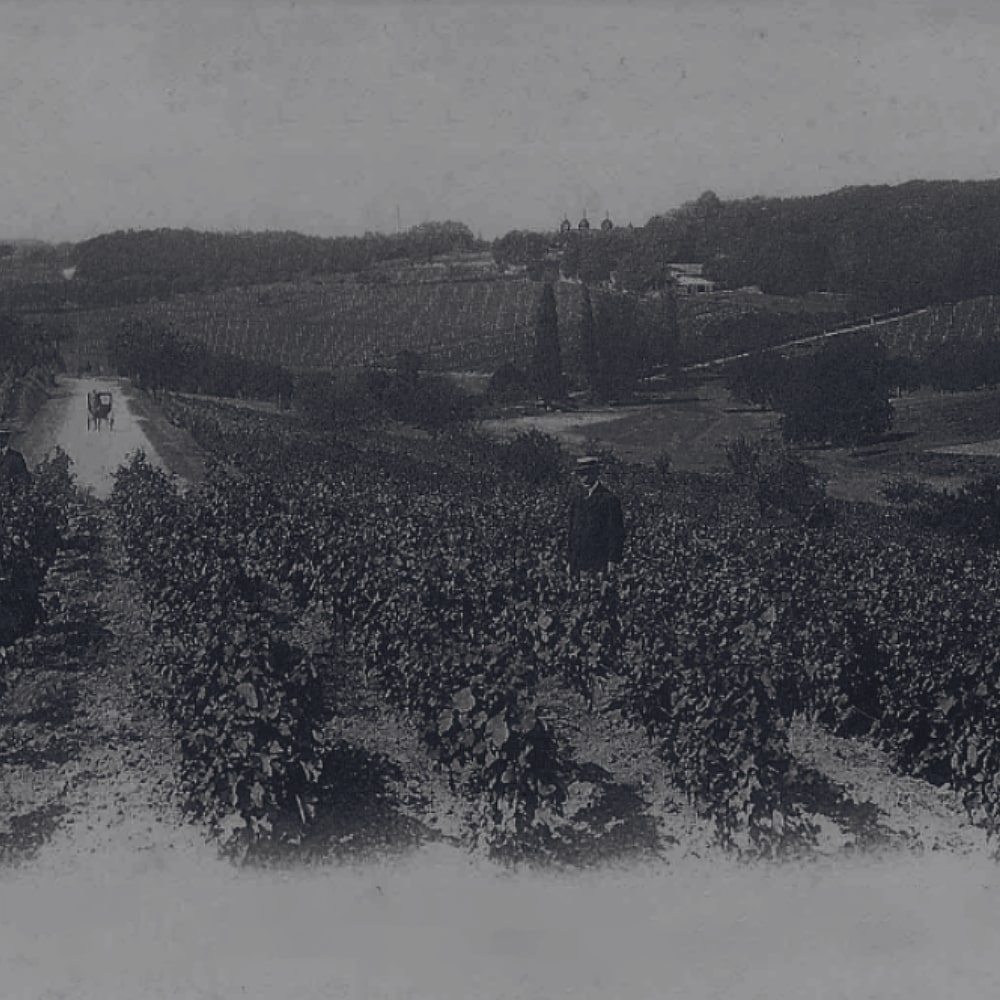 Vines of Croizet Black & White image
